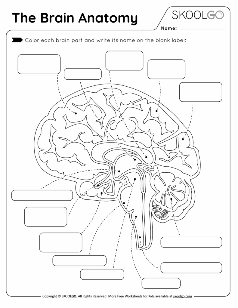 The Brain Anatomy Free Worksheet For Kids SKOOLGO Worksheets Library The Brain Anatomy Free Worksheet For Kids SKOOLGO Worksheets Library