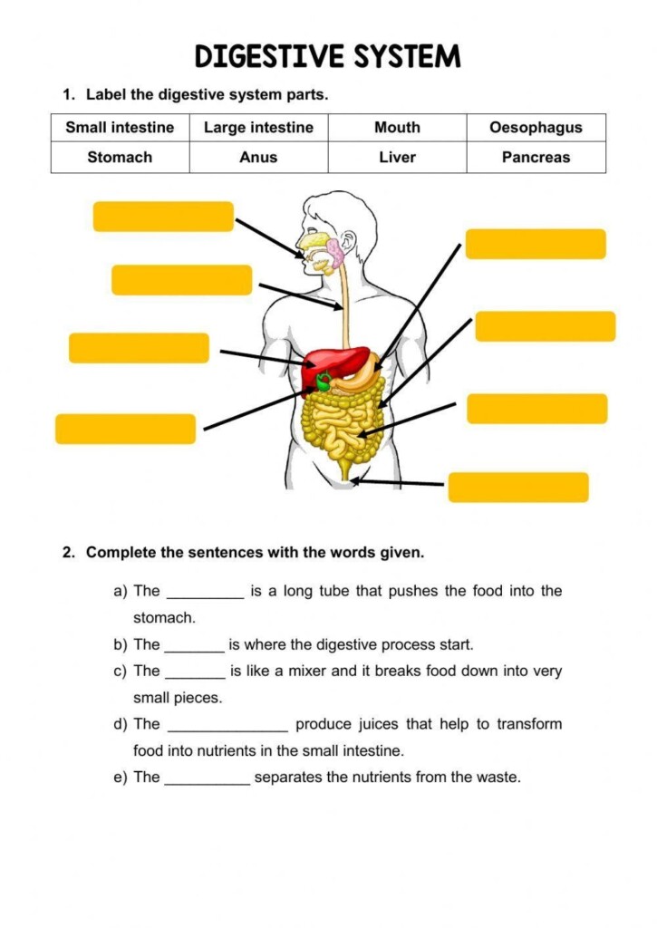The Digestive System Online Activity Live Worksheets Worksheets Library