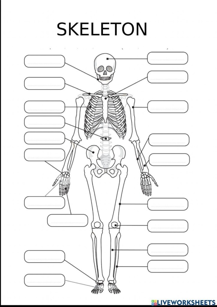 The Human Skeletal System Worksheet Teach Starter Worksheets Library